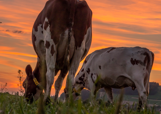 cows movenpick